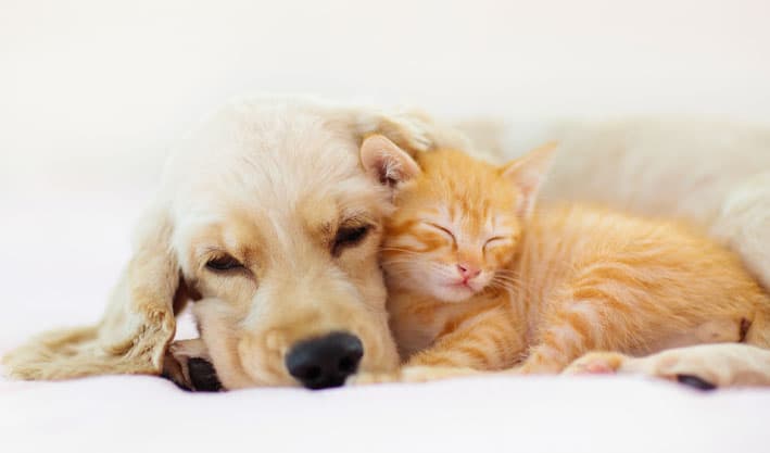 寝そべる子猫と子犬
